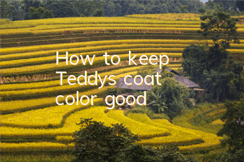 How to keep Teddy's coat color good