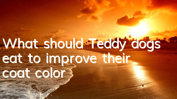 What should Teddy dogs eat to improve their coat color?