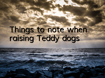 Things to note when raising Teddy dogs
