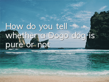 How do you tell whether a Dogo dog is pure or not?