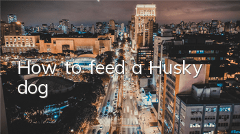 How to feed a Husky dog