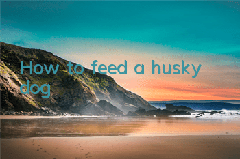 How to feed a husky dog