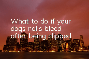 What to do if your dog’s nails bleed after being clipped