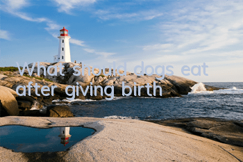 What should dogs eat after giving birth?