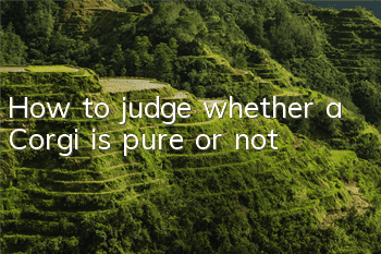 How to judge whether a Corgi is pure or not?