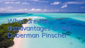 What are the disadvantages of the Doberman Pinscher?