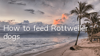 How to feed Rottweiler dogs