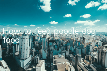 How to feed poodle dog food