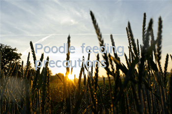 Poodle feeding precautions