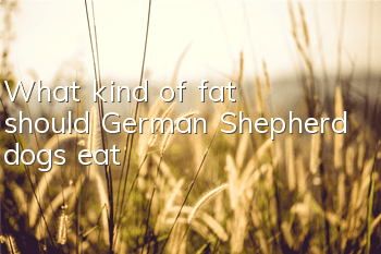 What kind of fat should German Shepherd dogs eat?
