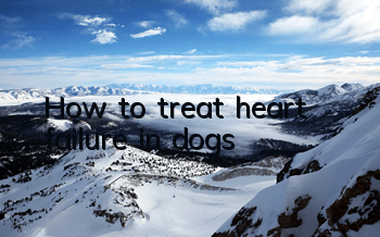 THow to treat heart failure in dogs
