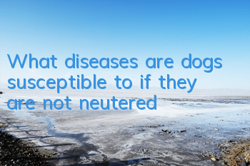 TWhat diseases are dogs susceptible to if they are not neutered?