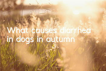 TWhat causes diarrhea in dogs in autumn?