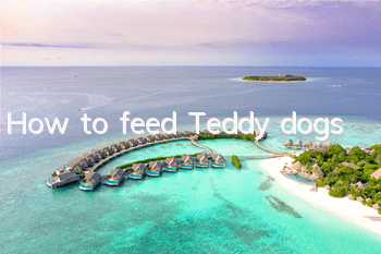 How to feed Teddy dogs