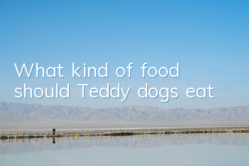 What kind of food should Teddy dogs eat?