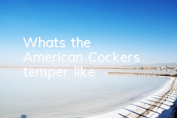 What's the American Cocker's temper like?