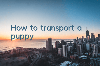 How to transport a puppy