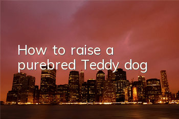 How to raise a purebred Teddy dog