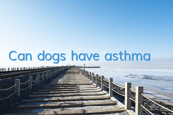 TCan dogs have asthma?