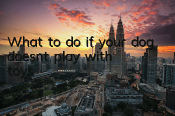What to do if your dog doesn’t play with toys