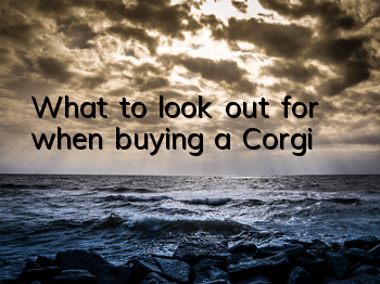 What to look out for when buying a Corgi