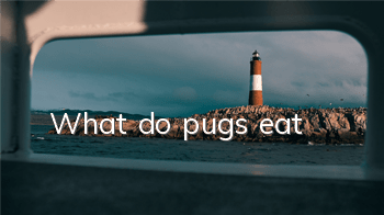 What do pugs eat?