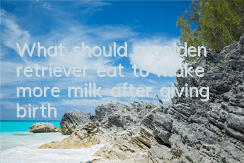 TWhat should a golden retriever eat to make more milk after giving birth?