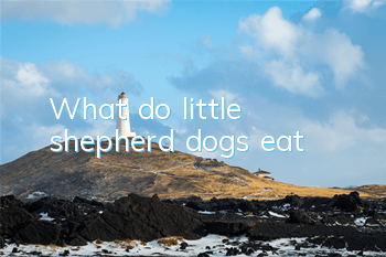 What do little shepherd dogs eat?