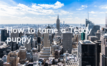 How to tame a Teddy puppy
