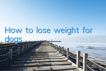 How to lose weight for dogs