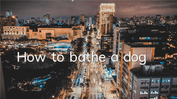 How to bathe a dog