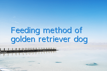 Feeding method of golden retriever dog