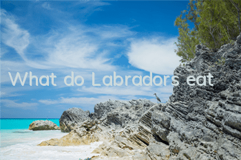 What do Labradors eat?