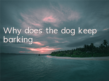 Why does the dog keep barking?