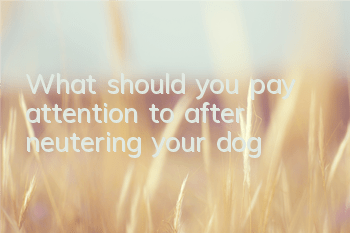 What should you pay attention to after neutering your dog?