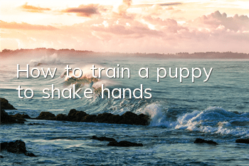 How to train a puppy to shake hands