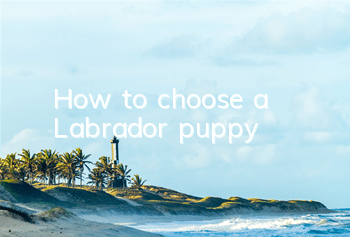 How to choose a Labrador puppy