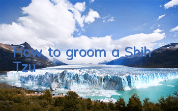 How to groom a Shih Tzu