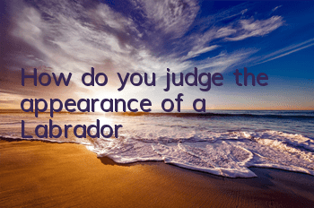 How do you judge the appearance of a Labrador?