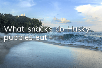 What snacks do Husky puppies eat?