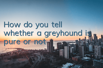 How do you tell whether a greyhound is pure or not?