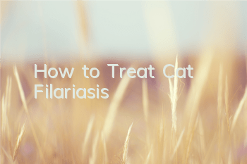 THow to Treat Cat Filariasis