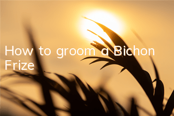 How to groom a Bichon Frize