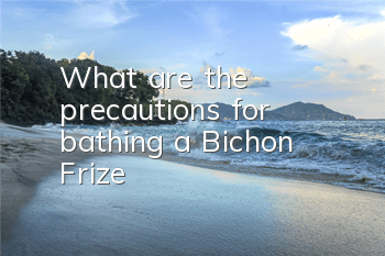 What are the precautions for bathing a Bichon Frize?