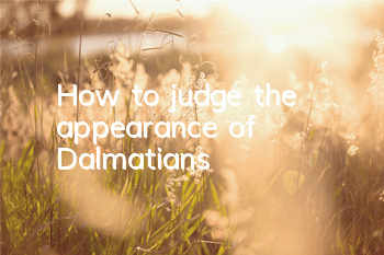 How to judge the appearance of Dalmatians