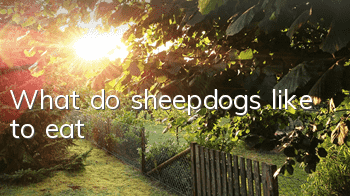 What do sheepdogs like to eat?