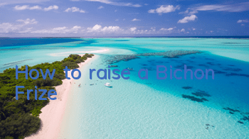 How to raise a Bichon Frize