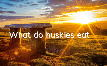 What do huskies eat?