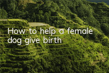 How to help a female dog give birth