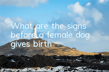 What are the signs before a female dog gives birth?